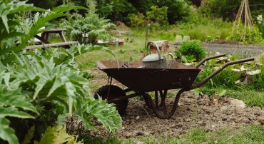 Picture of rusty wheelbarrow on one of the abandoned alloment plots