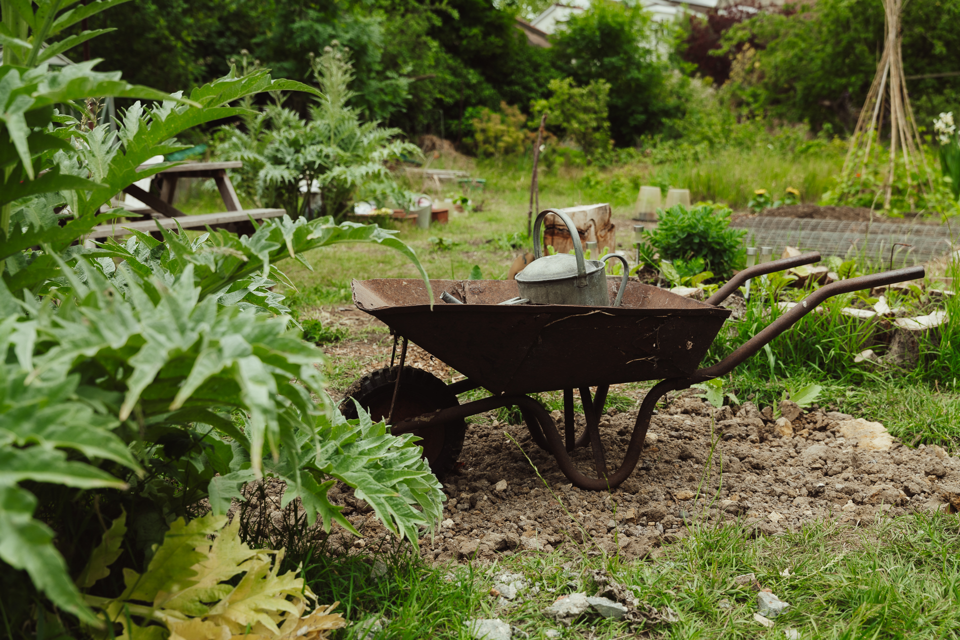 Picture of rusty wheelbarrow on one of the abandoned alloment plots